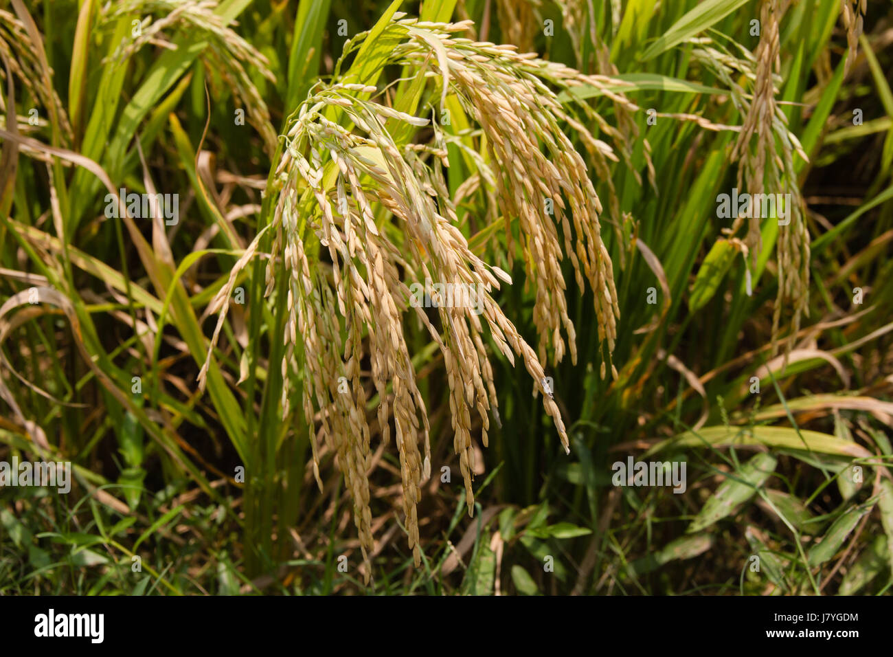 Ripe rice on the rice field. Vintage rice in the rice field Stock Photo ...