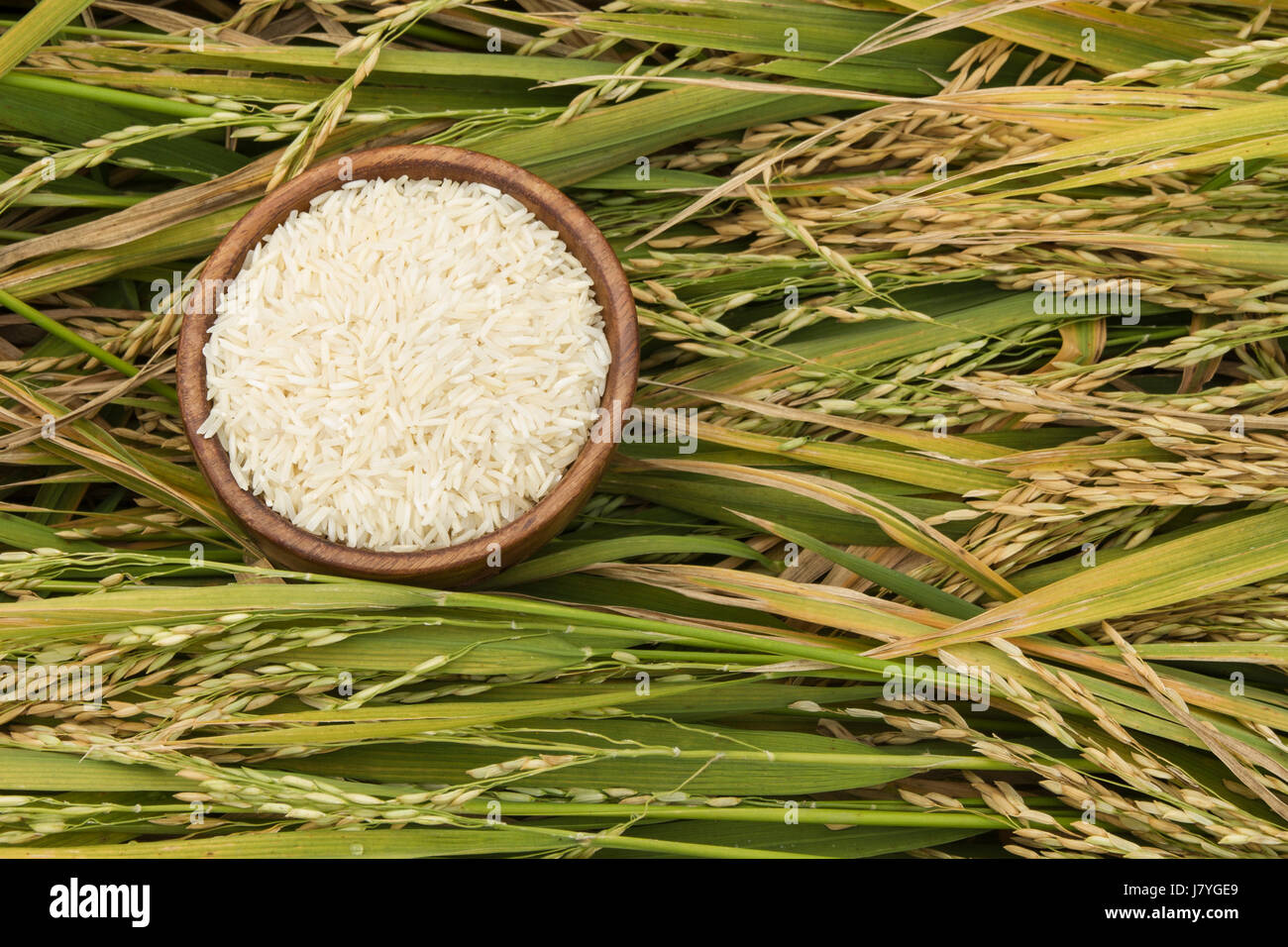 Rice in wooden cap on the field. Vintage rice in the rice field. Close ...