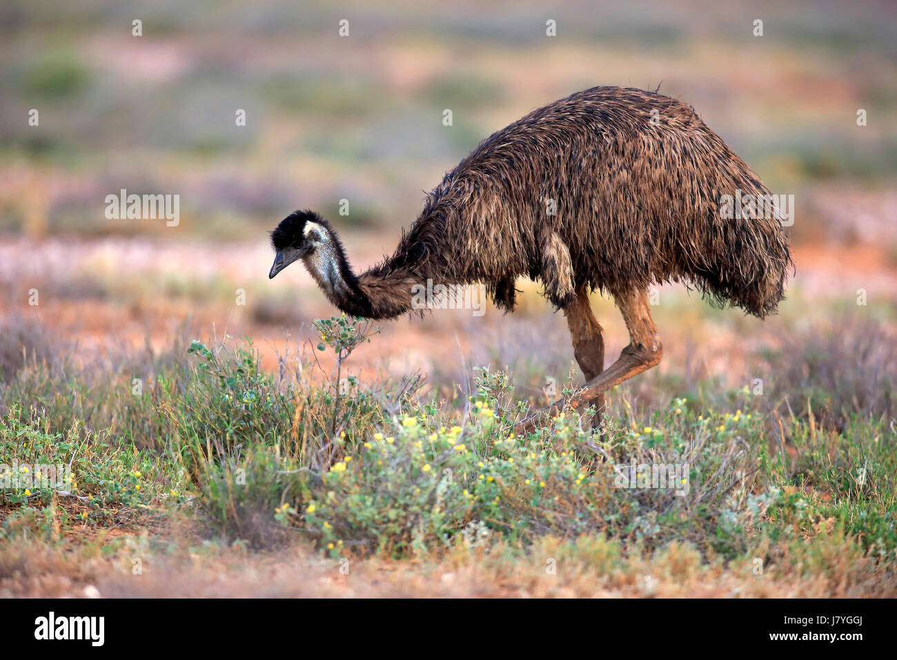Emu (Dromaius novaehollandiae), adult on food search, Sturt National Park, New South Wales, Australia Stock Photo