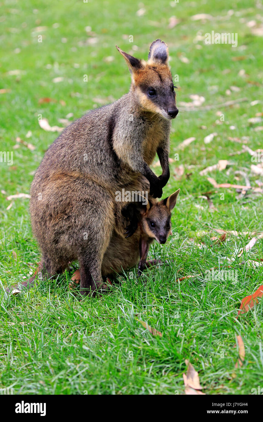 Agile Wallaby (Macropus agilis), adult with young animal, young animal looking out of bag, female, Cuddly Creek, Australia Stock Photo
