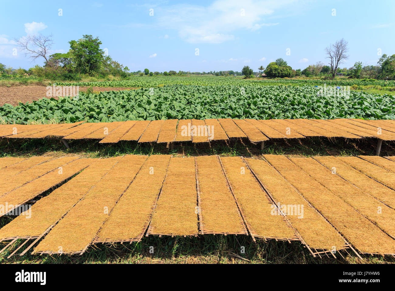 Drying tobacco leaves to the sun and view of tobacco plant in Thailand  Stock Photo