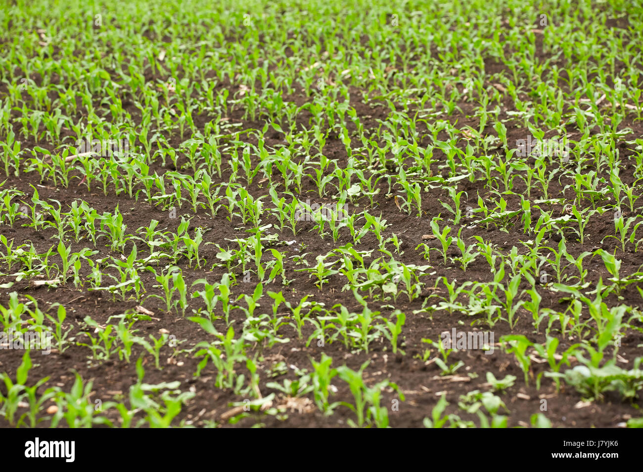 Young corn plants in rows in a field Stock Photo - Alamy