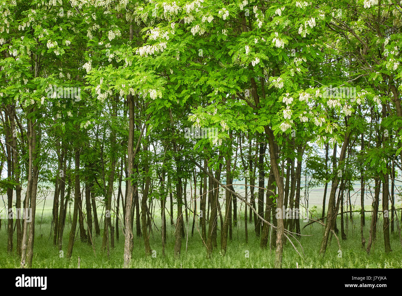 Pseudo acacia trees blooming at the end of the spring Stock Photo