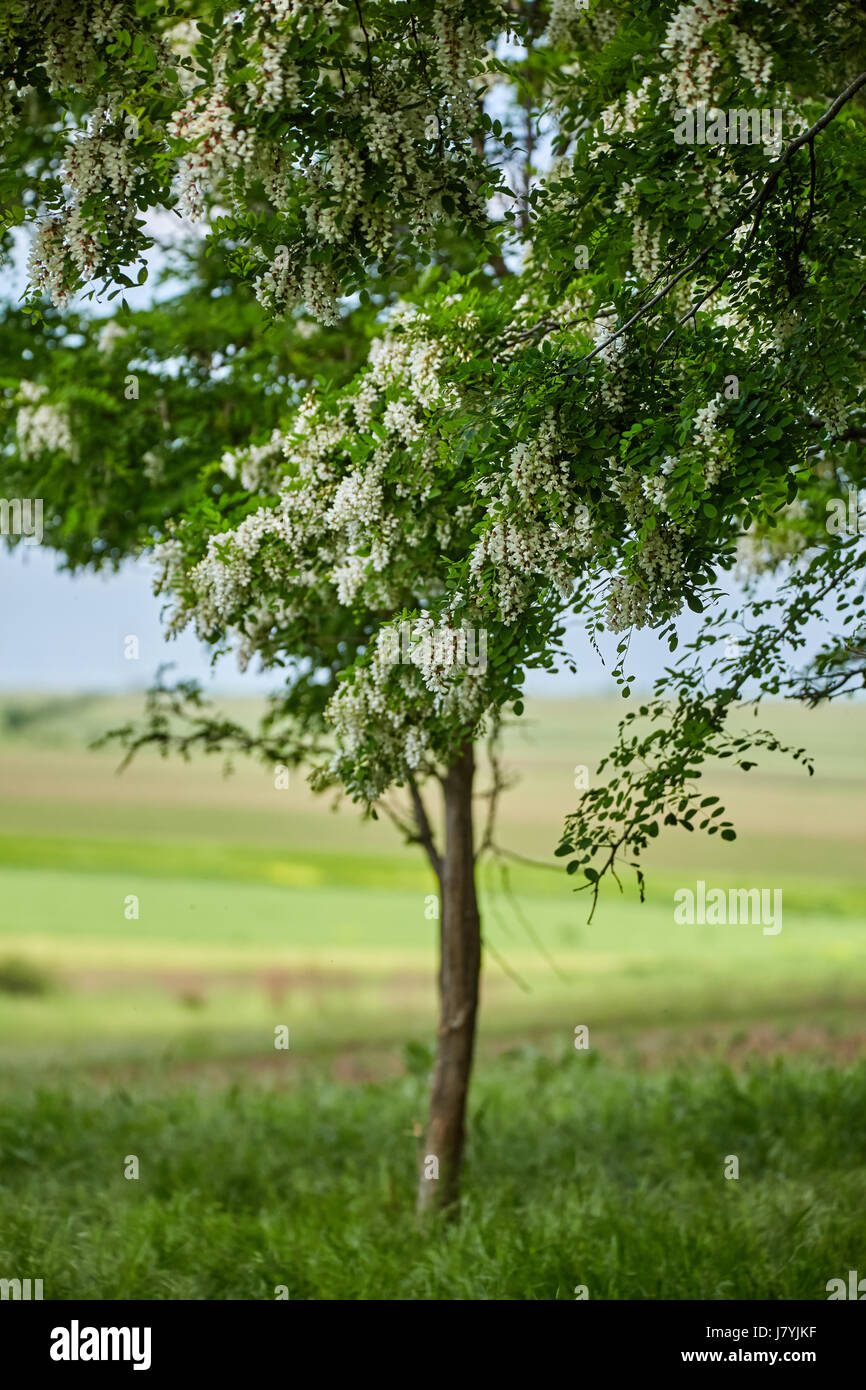 Pseudo acacia trees blooming at the end of the spring Stock Photo