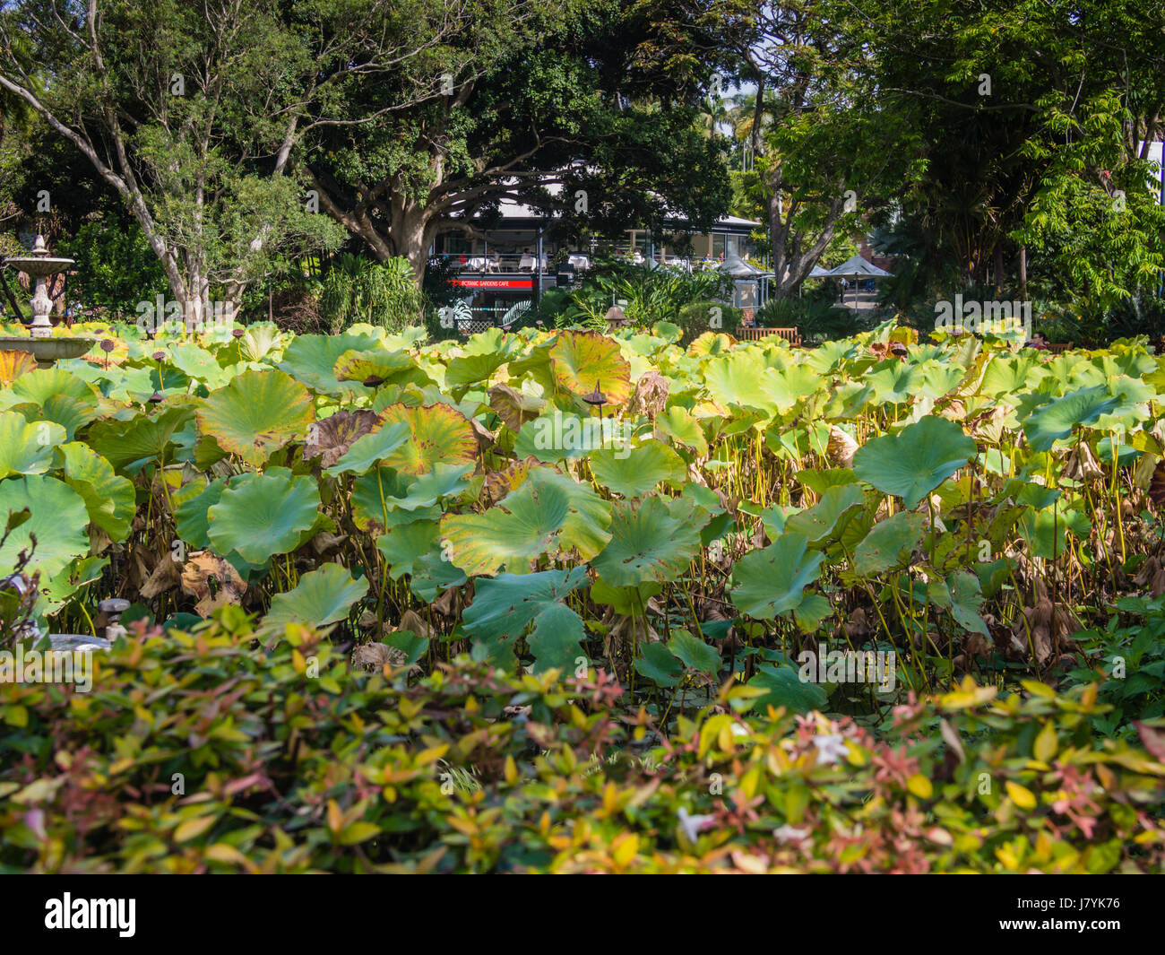 Giant Water Lilies Stock Photo Alamy