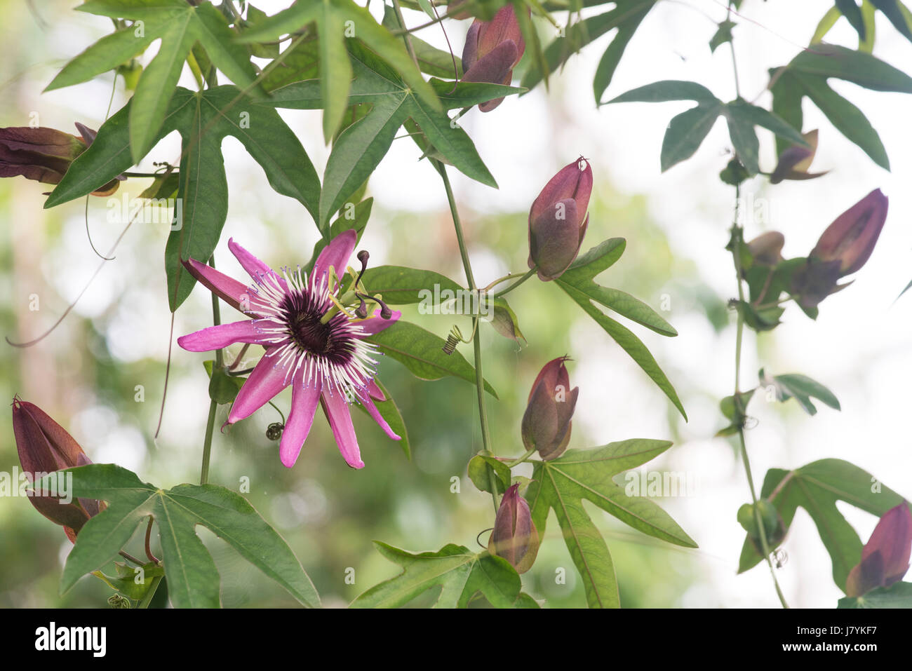 Passiflora violacea . Violet passionflower Stock Photo