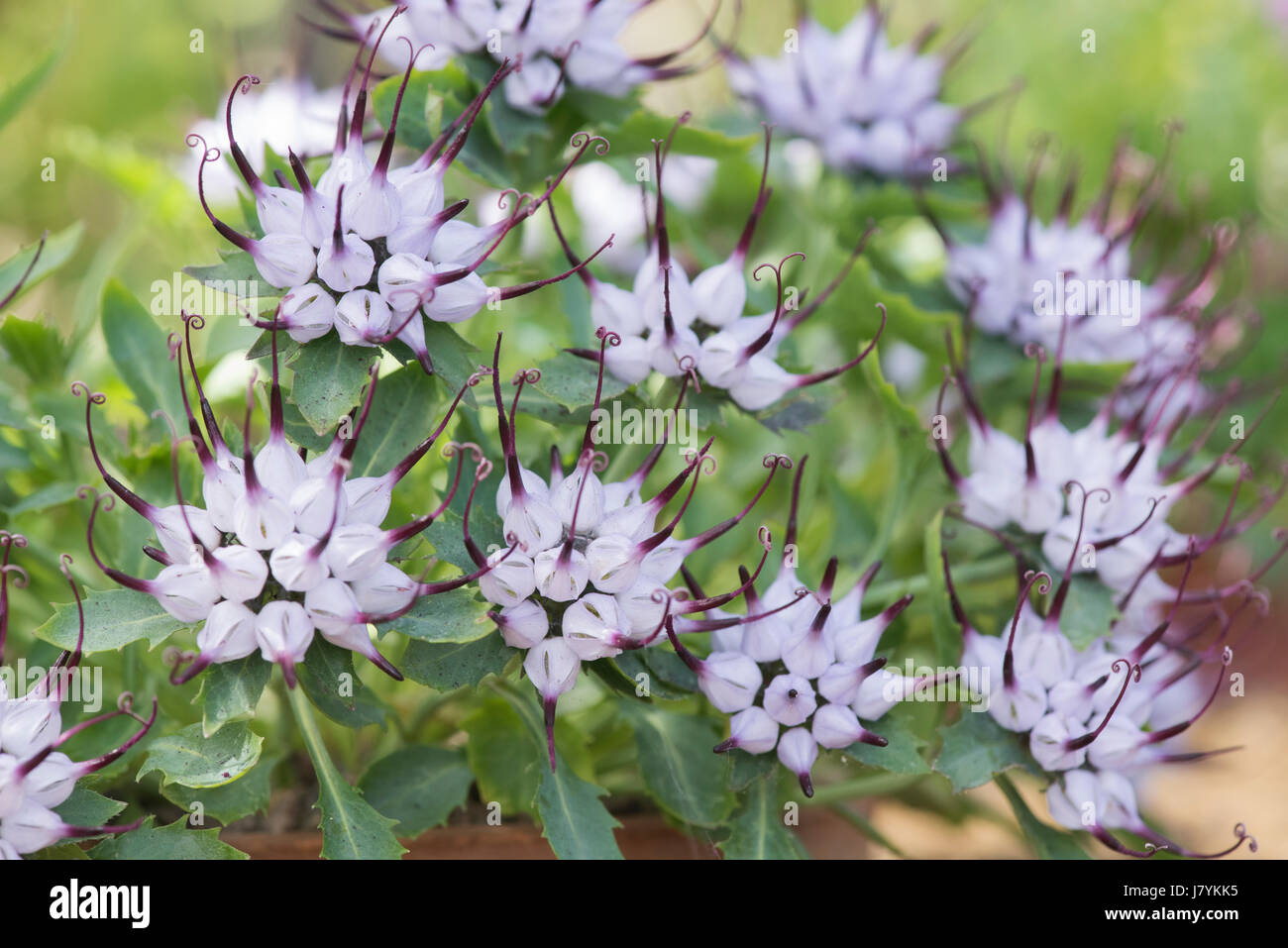 Physoplexis comosa . Tufted horned Rampion flowers Stock Photo - Alamy