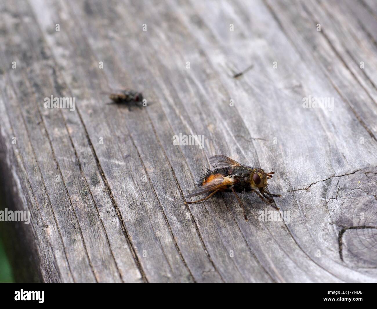 House fly, (Musca domestica) Stock Photo