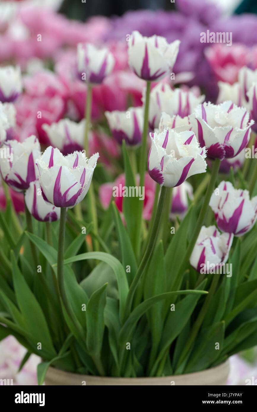 Tulipa 'Flaming baltic'. Fringed Tulip Stock Photo