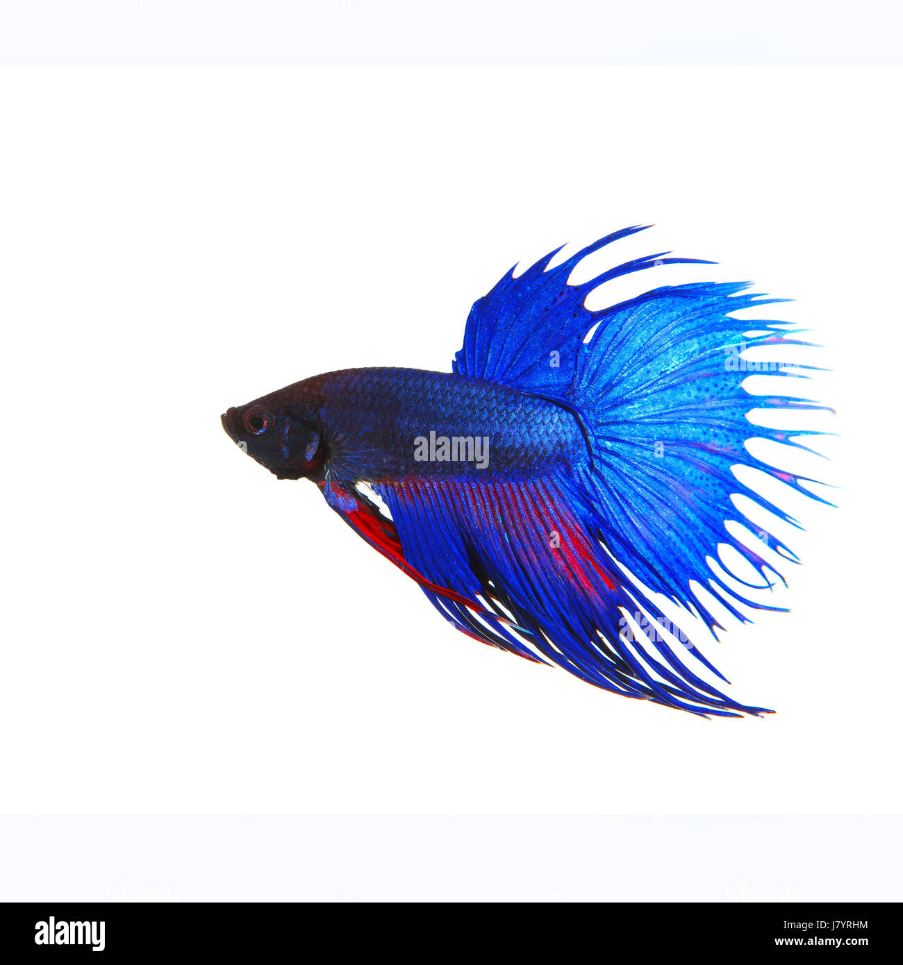 side view of beautiful blue crown tail siamese thai betta fighting fish show full form of fin and crowntail isolated white background use for animalsa Stock Photo