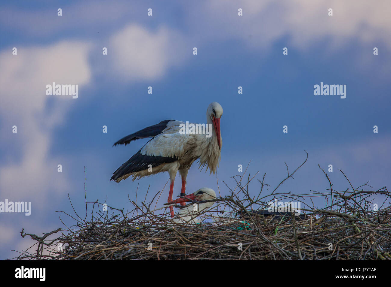 A stork in its nest bringing food for the newly born storks Stock Photo