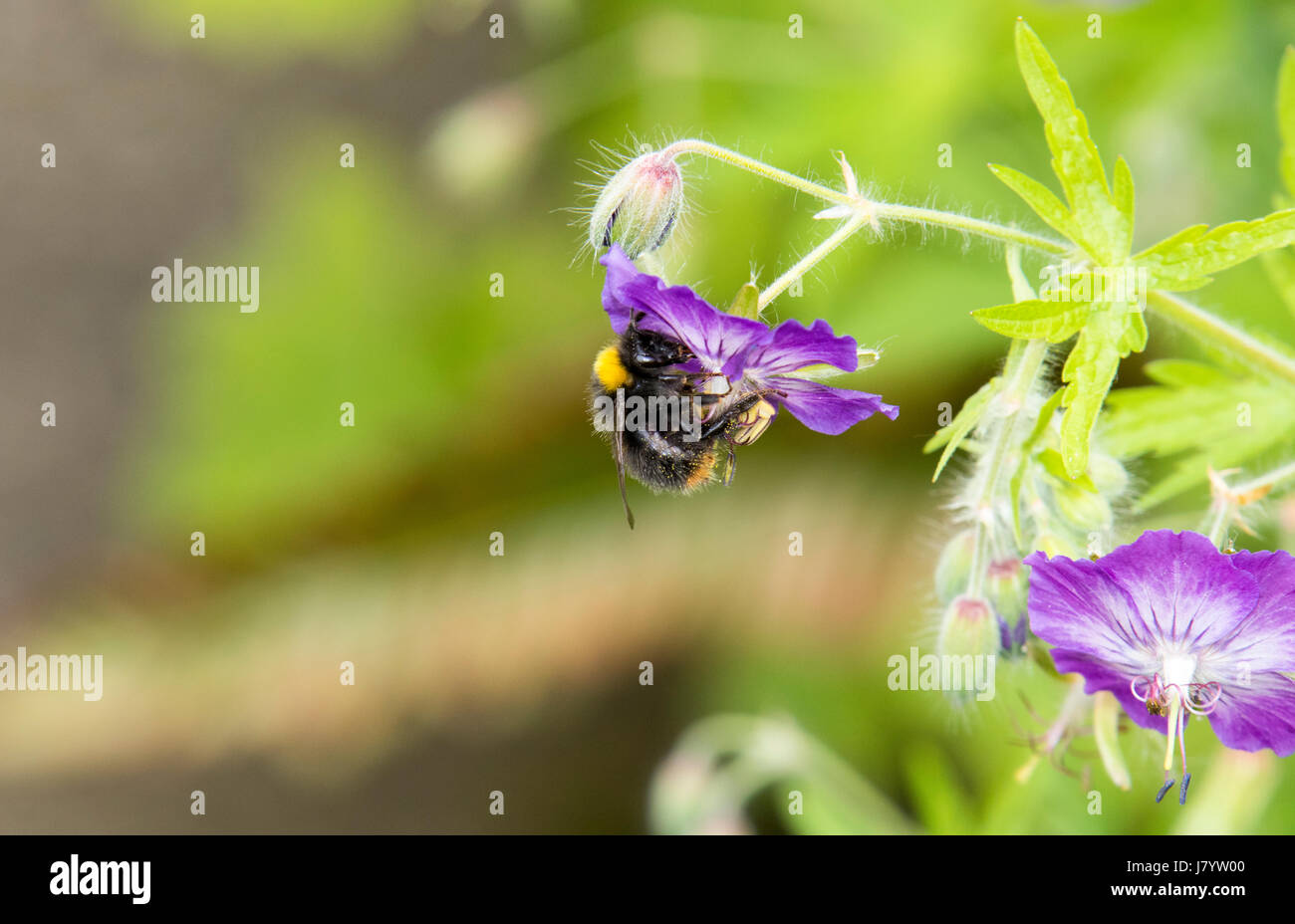 Early bumblebee feeding on hardy geranium flower Stock Photo