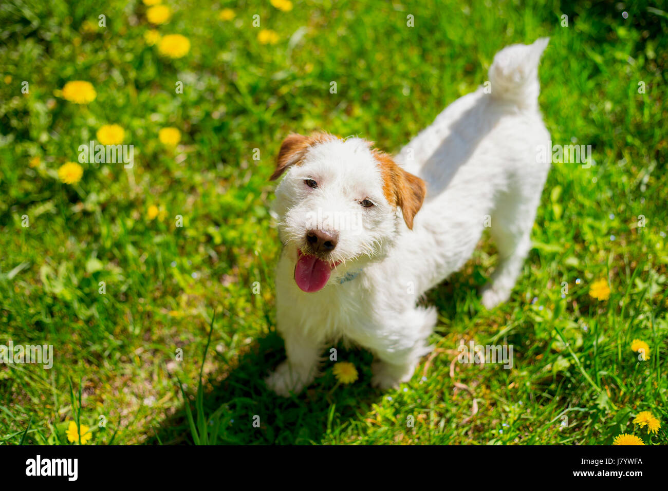 Jack Russell Terrier playing outside Stock Photo Alamy
