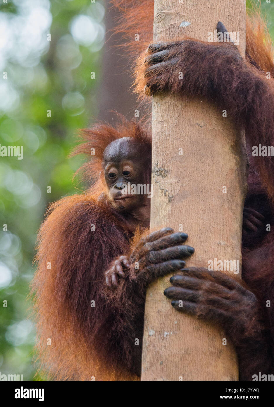 Baby orangutan close up hi-res stock photography and images - Alamy