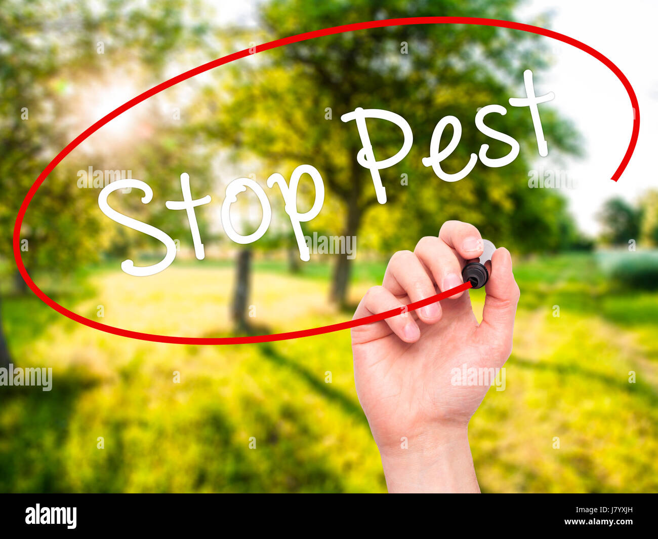 Man Hand writing Stop Pest with black marker on visual screen. Isolated on background. Business, technology, internet concept. Stock Photo Stock Photo