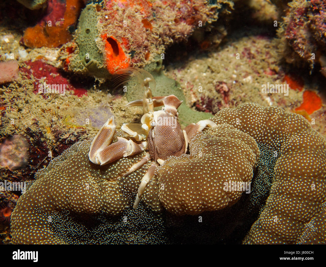 Underwater picture of Anemone Crab (Neopetrolisthes ohshimai) Stock Photo