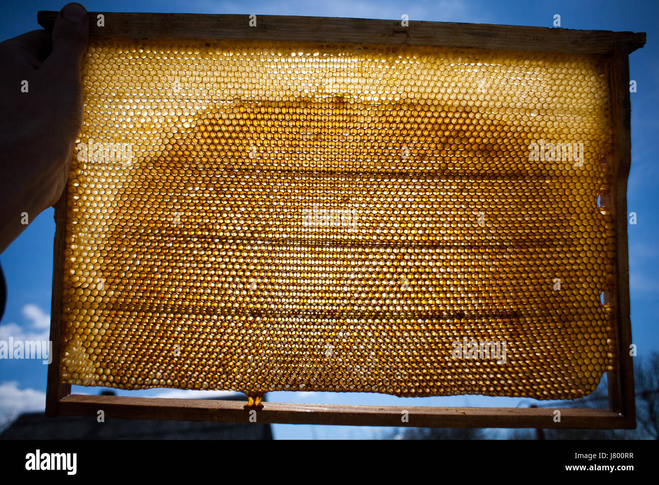 Hive Texture Background texture and pattern of a section of wax honeycomb from a bee ...