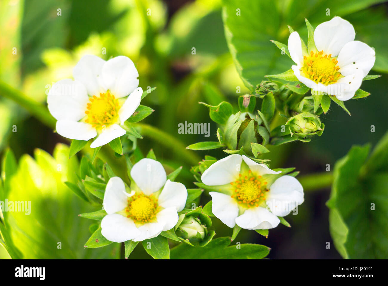 Strawberry flowers in garden Stock Photo - Alamy