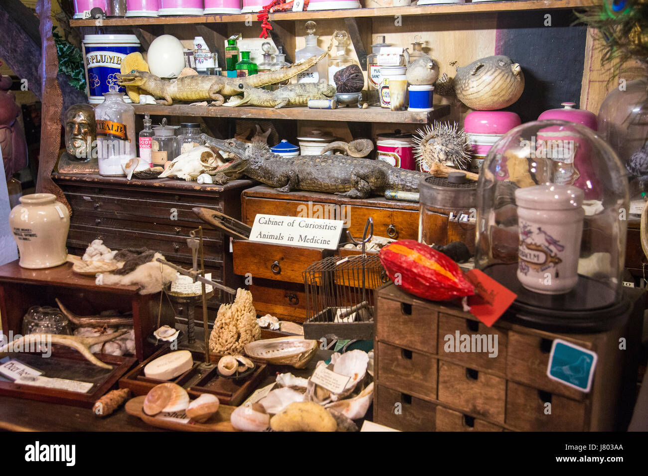 Traditional victorian apothecary's, cabinet of curiosities (Old Operating Theatre Museum and Herb Garret, London, UK Stock Photo