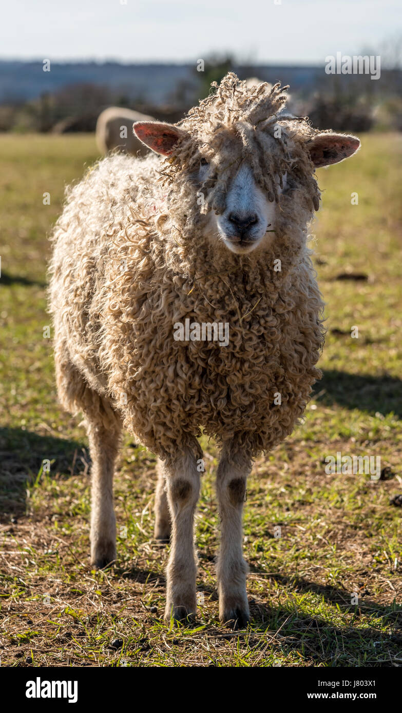 Cotswold lion ewe hires stock photography and images Alamy