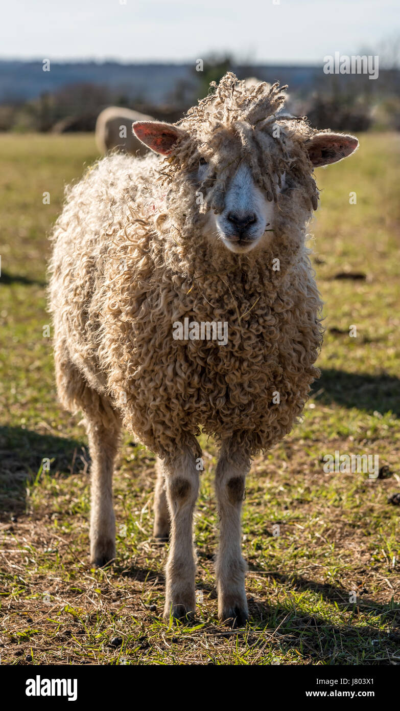 Cotswold Rare breed sheep grazing in spring sunshine Stock Photo