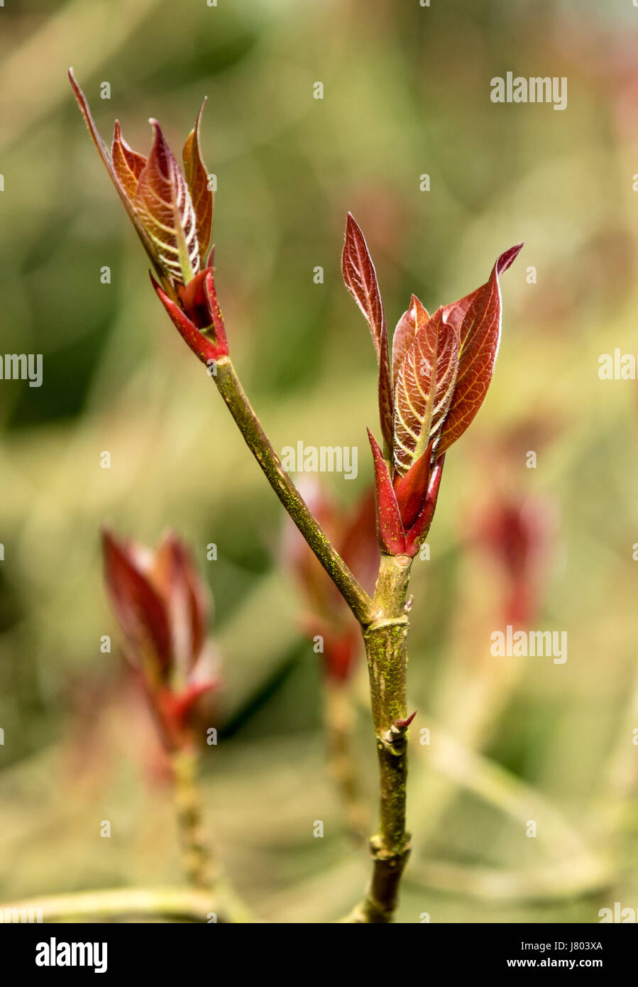 New leaf buds of an emmenopterys henryi tree bursting out Stock Photo