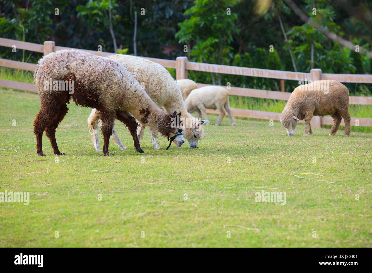 folk of llama alpacas latin america cattle feeding in farm grass field