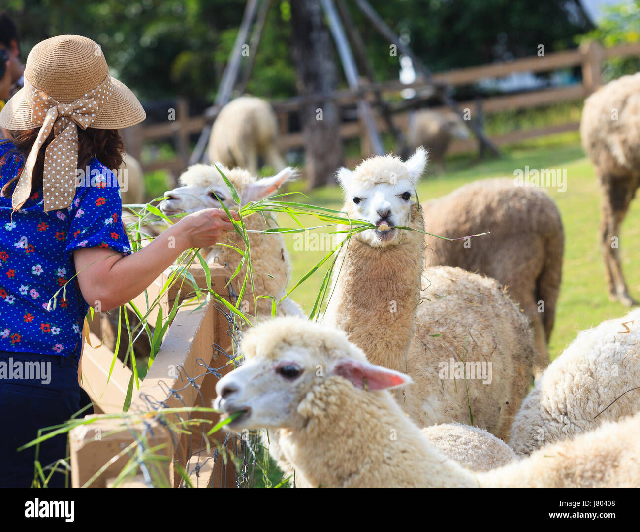 tourist feeding green ruzi grass leaves to llama alpacas in setting