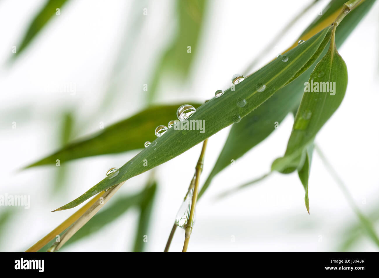 bamboo leaves with water drops Stock Photo Alamy
