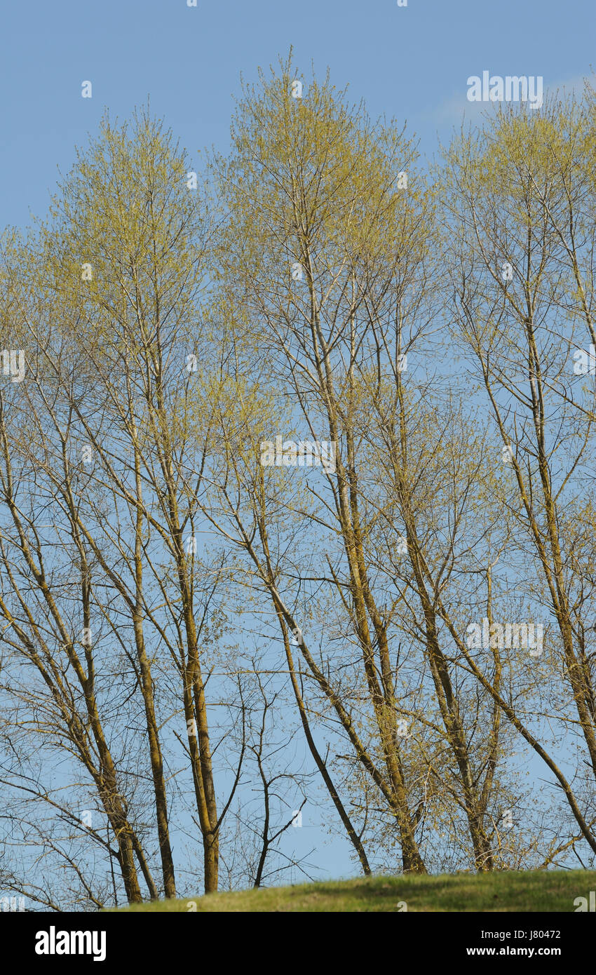 Poplar trees (Populus species) covered in freshly opened leaf buds in early April. Ticehurst, East Sussex, UK. Stock Photo