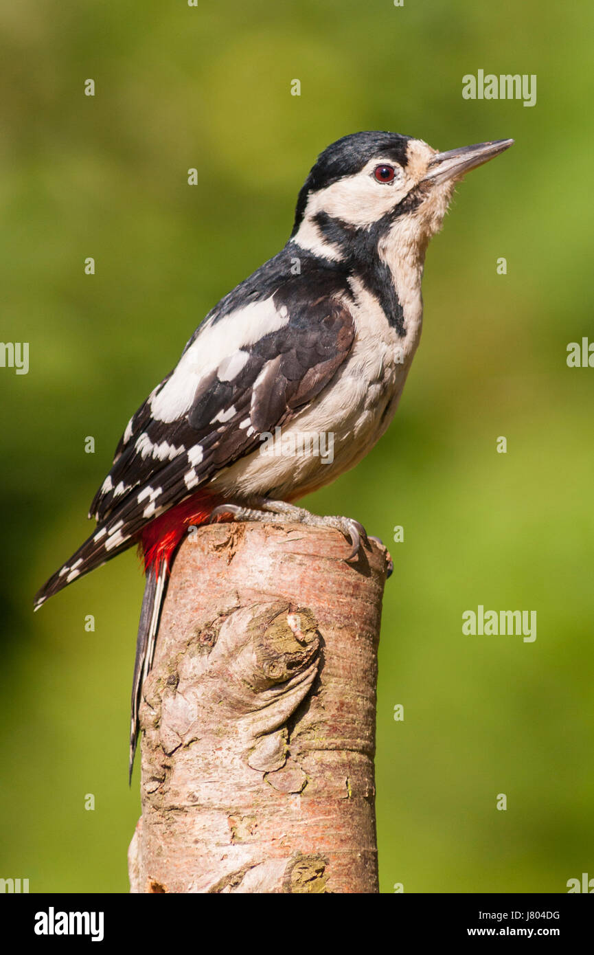 A Great Spotted Woodpecker (Dendrocopos major) on a tree in the uk Stock Photo