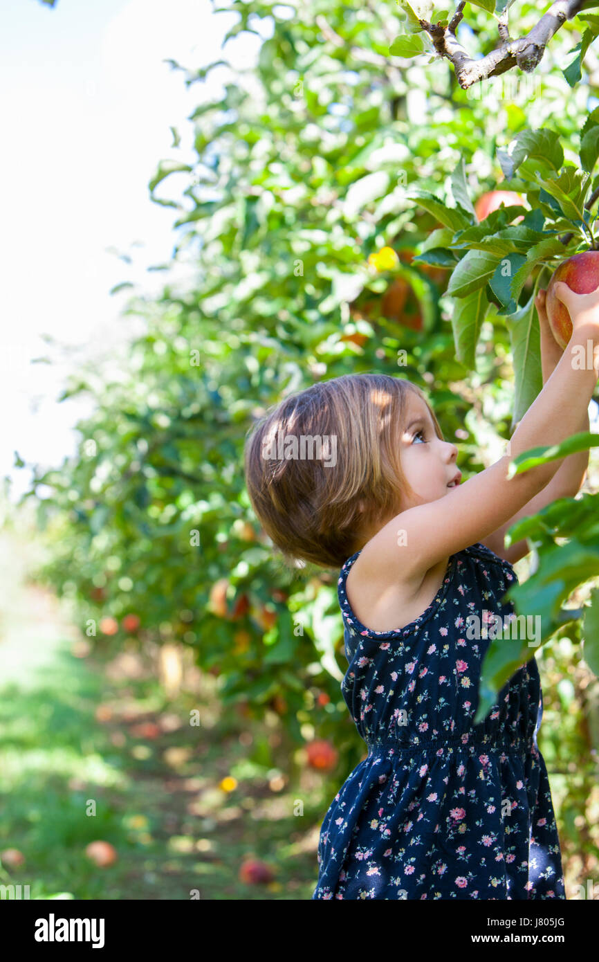 Girl picking apple from apple tree in orchard Stock Photo
