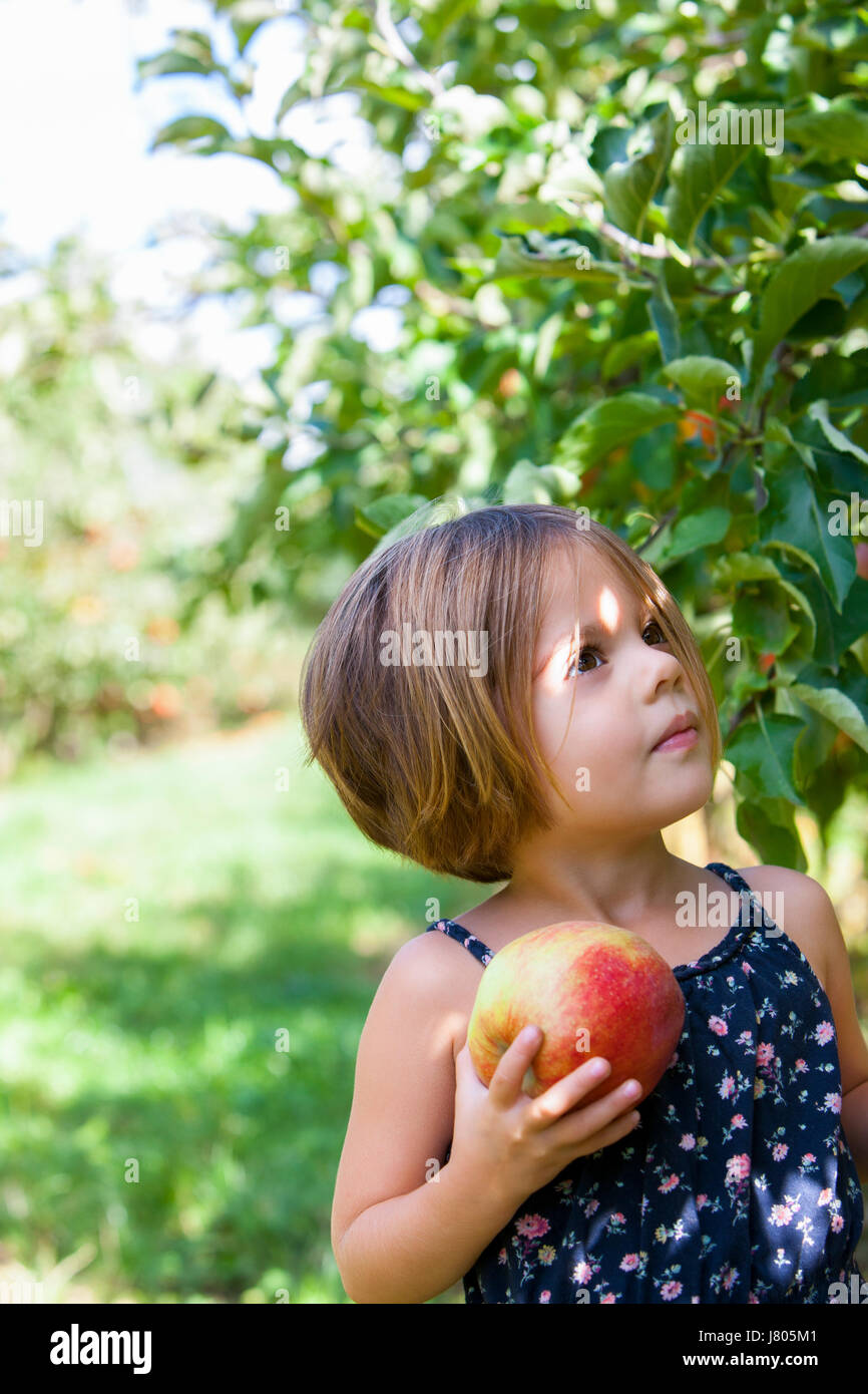Curious girl picking apple in orchard Stock Photo