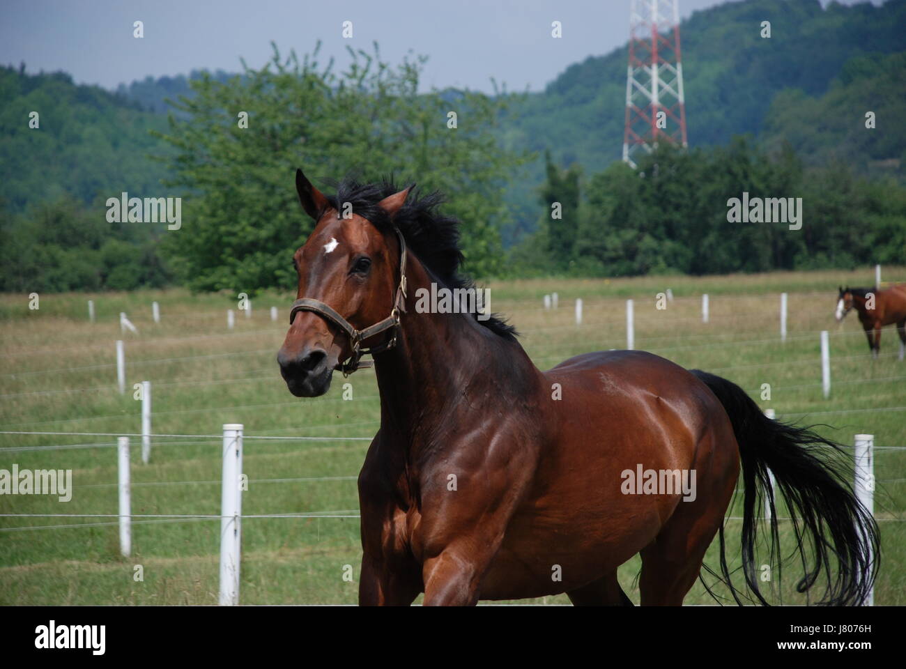 horse race temperament motion postponement moving movement horse portrait Stock Photo