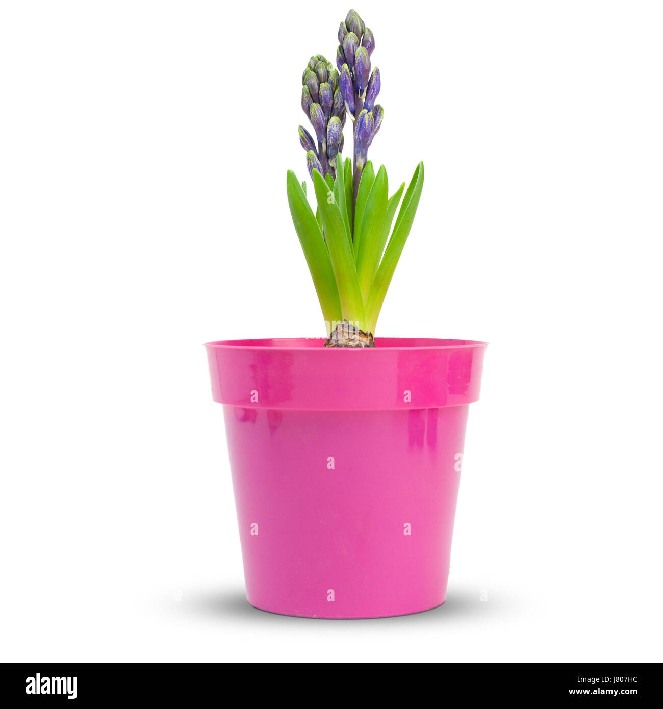 flower plant decorative hyacinth white floral pink blue beautiful beauteously Stock Photo