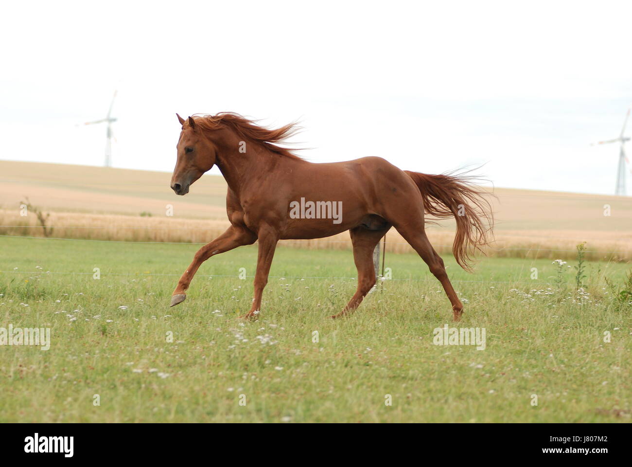 ride gallop western temperament horseriding motion postponement moving movement Stock Photo