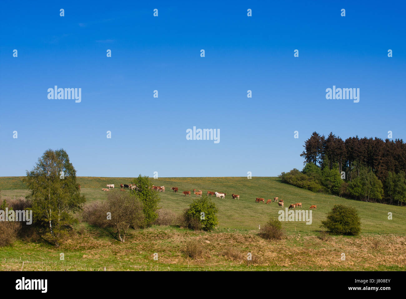 eco alp cattle boost firmament sky blue eco animal agriculture farming alp Stock Photo
