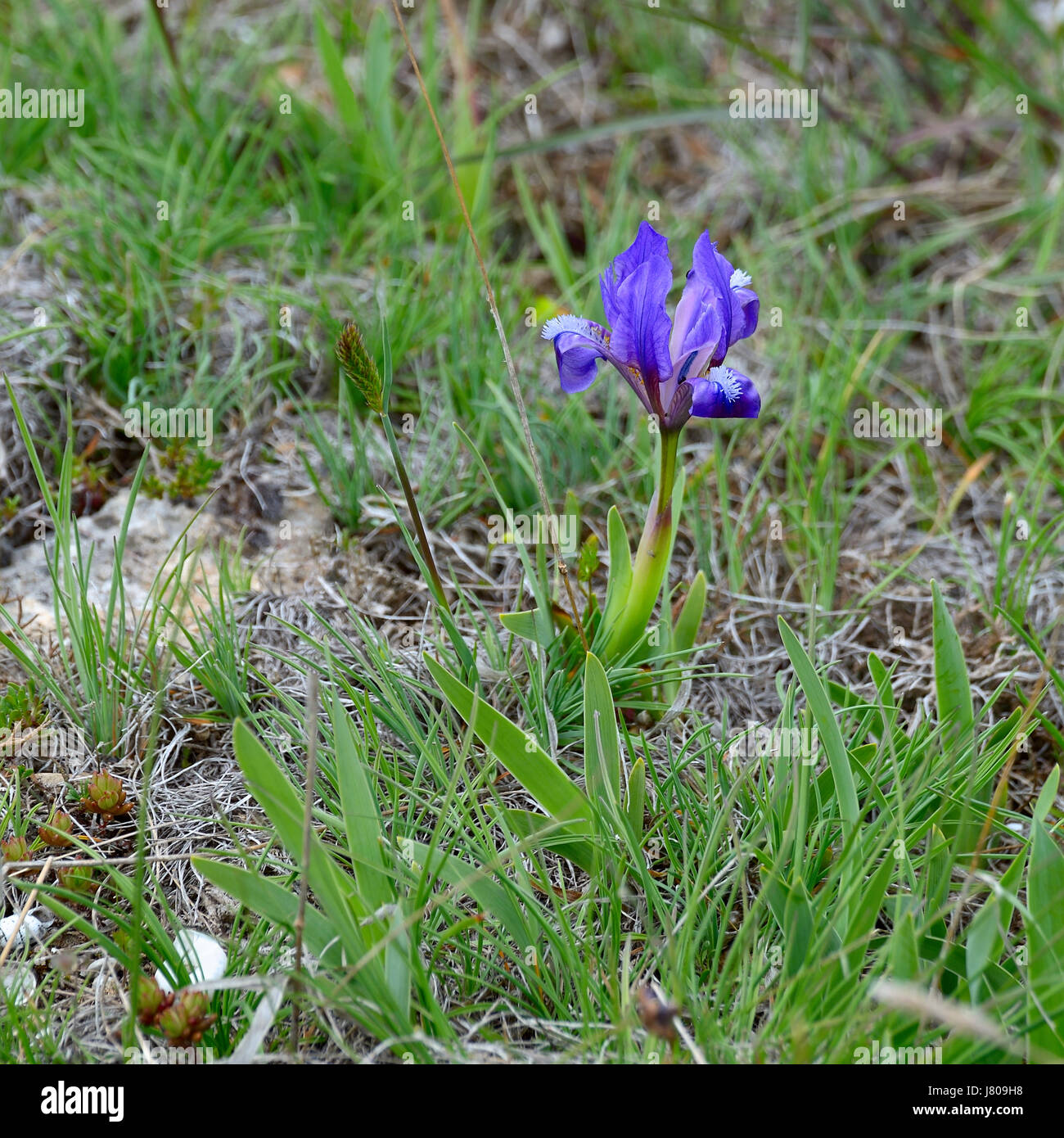 The wild dwarf purple iris in spring on the Black Sea coast, the beautiful flower blooms among rocks in the area of Cape Kaliakra in Bulgaria. Stock Photo