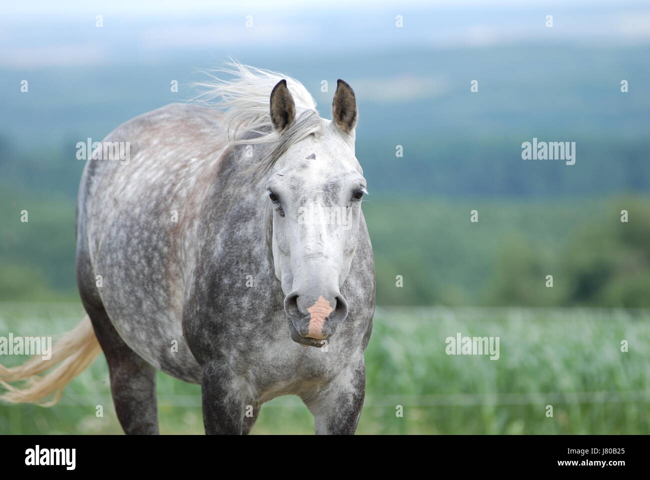 Dapple grey horse hi-res stock photography and images - Alamy
