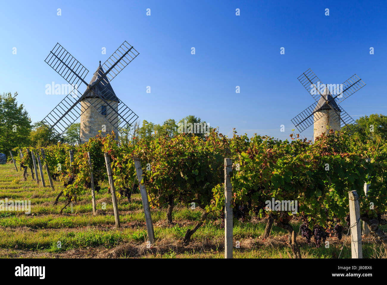 France, Gironde, Montagne, Moulins de Calon (Calon Mills) and the vineyard appellation Montagne Saint Emilion Stock Photo