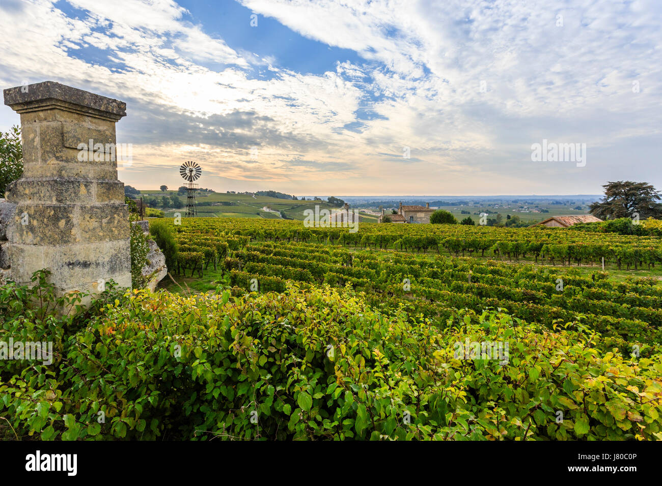 France, Gironde, Saint Emilion, listed as World Heritage by UNESCO, vineyard of Saint Emilion Grand Cru AOC Chateau Ausone Stock Photo