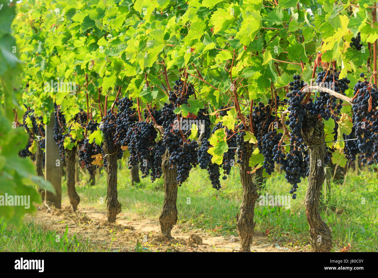 France, Gironde, Saint Emilion, listed as World Heritage by UNESCO, AOC Grand Cru vineyard ready to be harvested Stock Photo