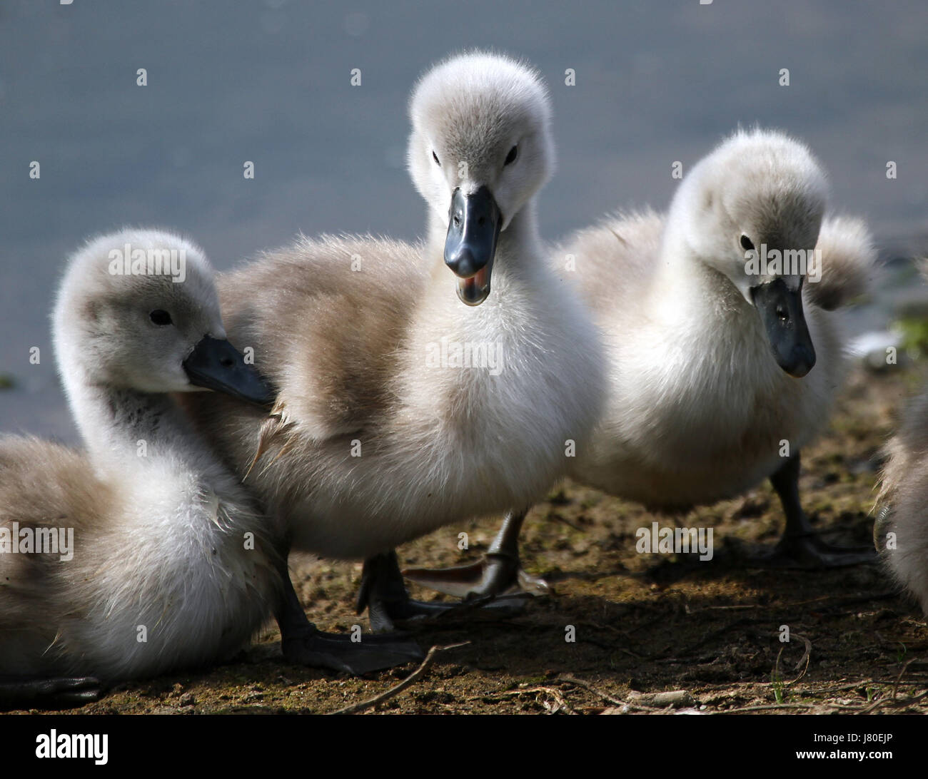 bird swan birds offspring young younger child children kids bird swans swan Stock Photo