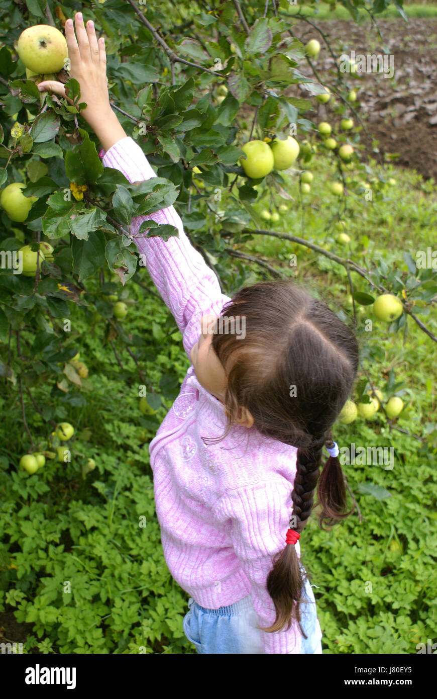 country childhood child apple fall autumn pick life exist existence living Stock Photo