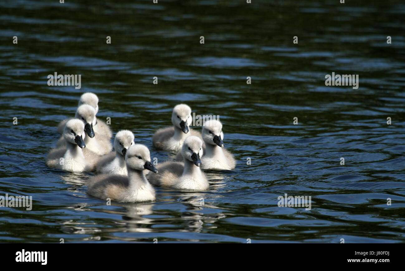 swan children Stock Photo