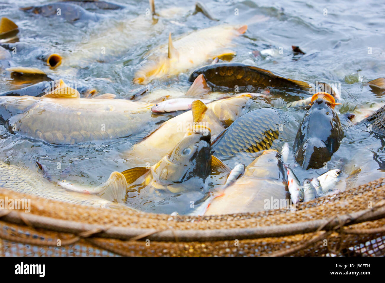 Landingnets hi-res stock photography and images - Alamy