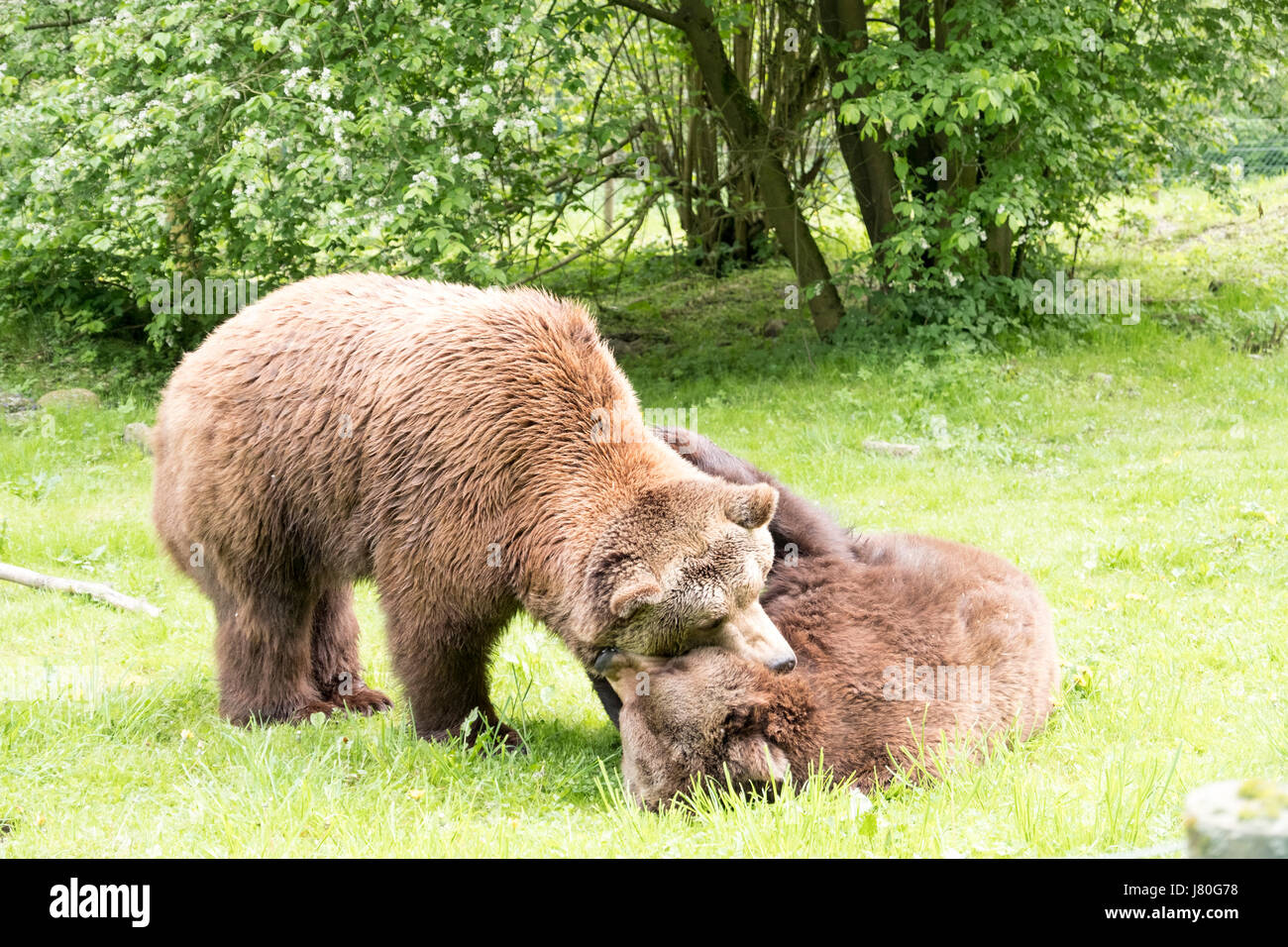two rescued brown bears at Barenwald, Mecklenburg-Vorpommern, Germany Stock Photo