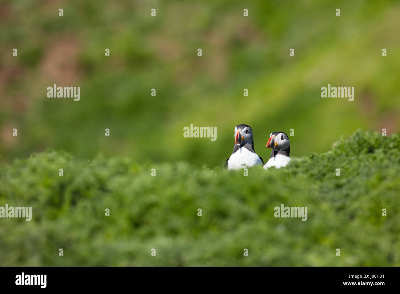 Pair of Atlantic Puffins peering over the brow of a hill during the breeding season on Skomer Island Stock Photo
