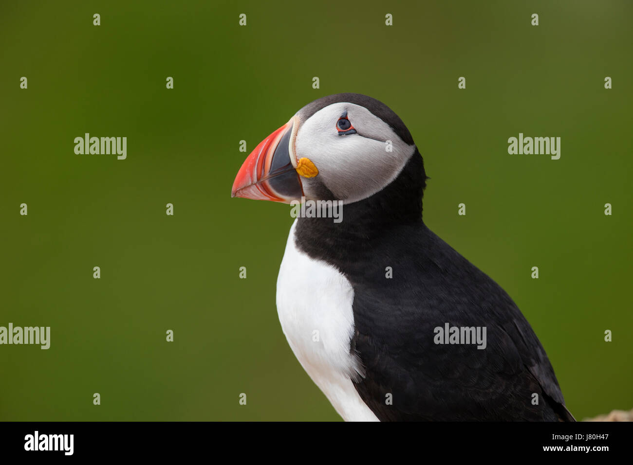 Portrait of an adult Atlantic Puffin in breeding plumage looking upwards Stock Photo