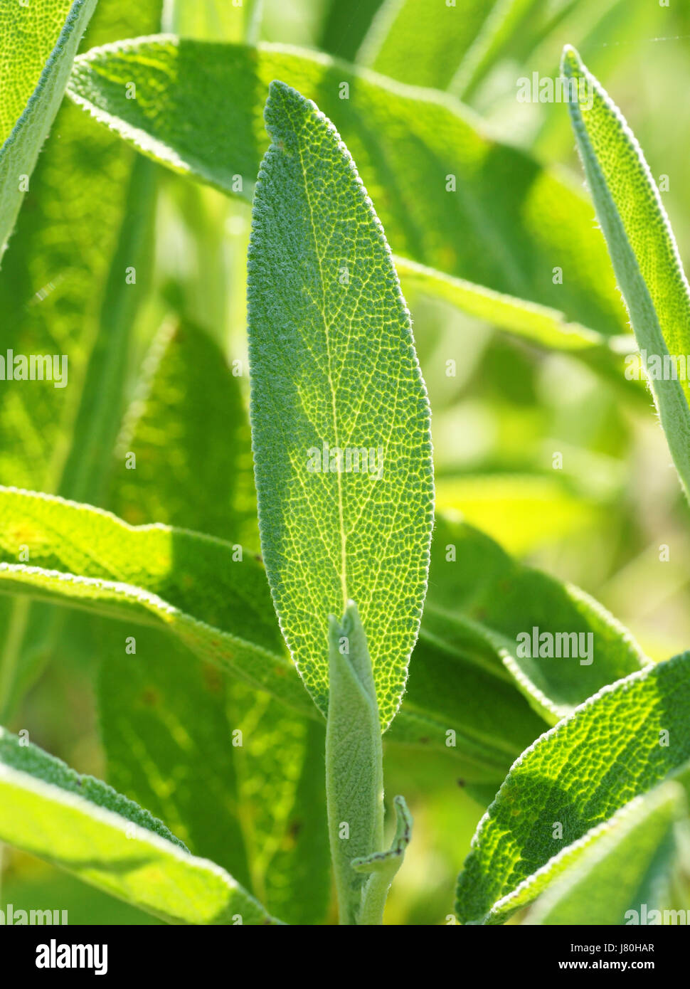 sage leaf closeup salvia officinalis Stock Photo Alamy
